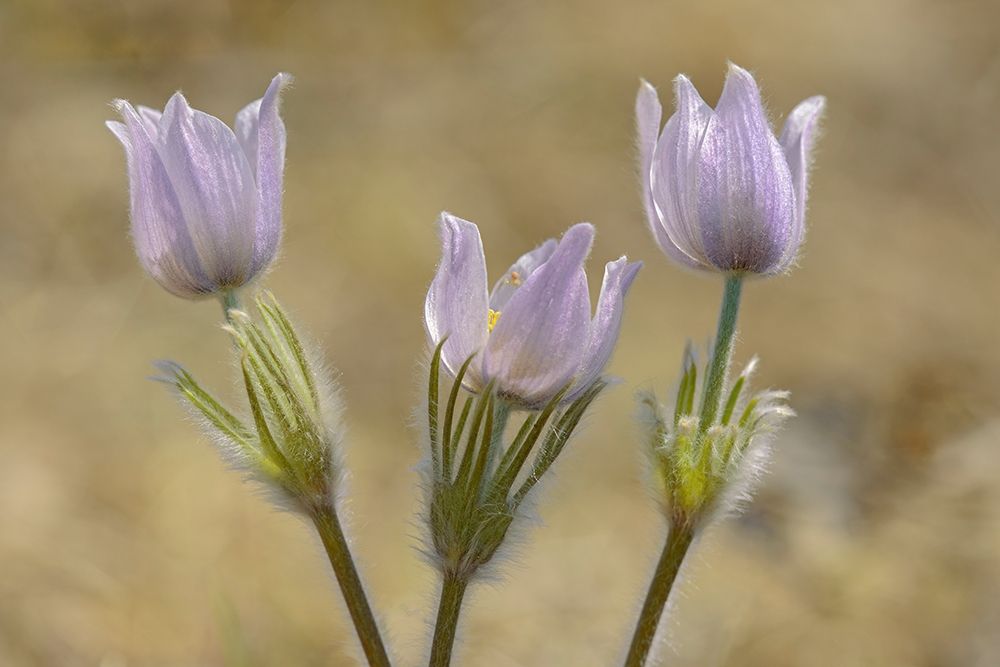 Canada-Manitoba-Prairie crocus in spring art print by Jaynes Gallery for $57.95 CAD