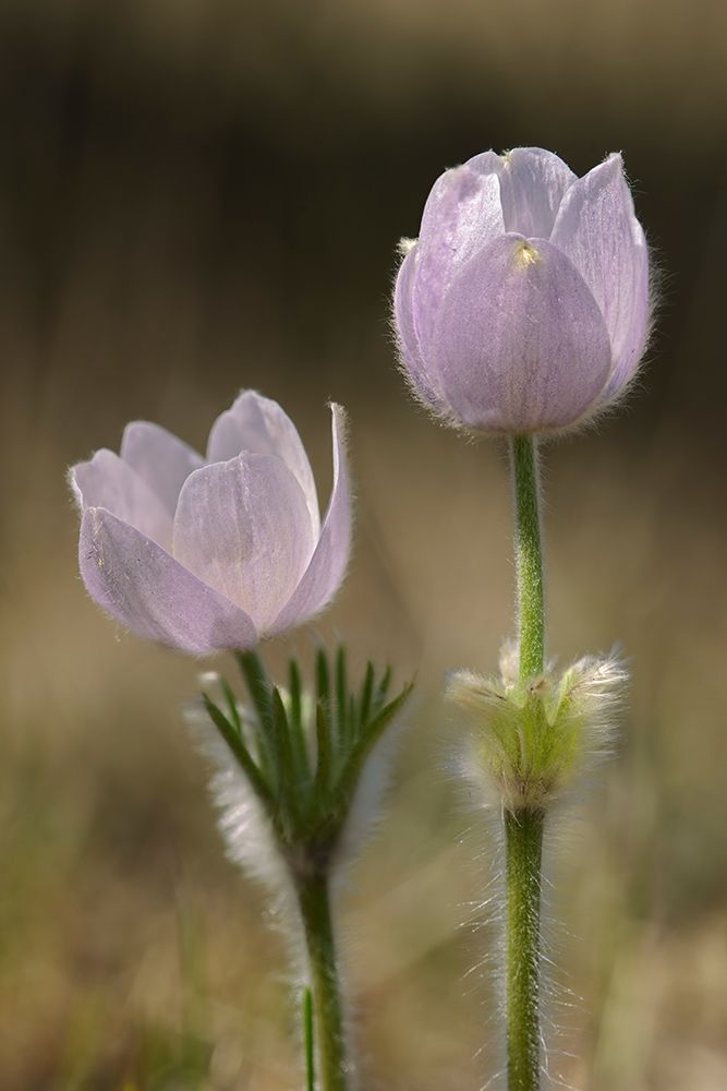 Canada-Manitoba-Prairie crocus in spring art print by Jaynes Gallery for $57.95 CAD