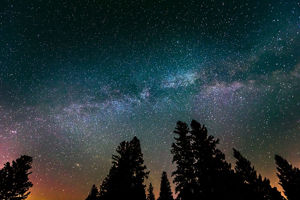 Canada-Manitoba-Milky Way Galaxy and starry night with white spruce in foreground art print by Jaynes Gallery for $57.95 CAD