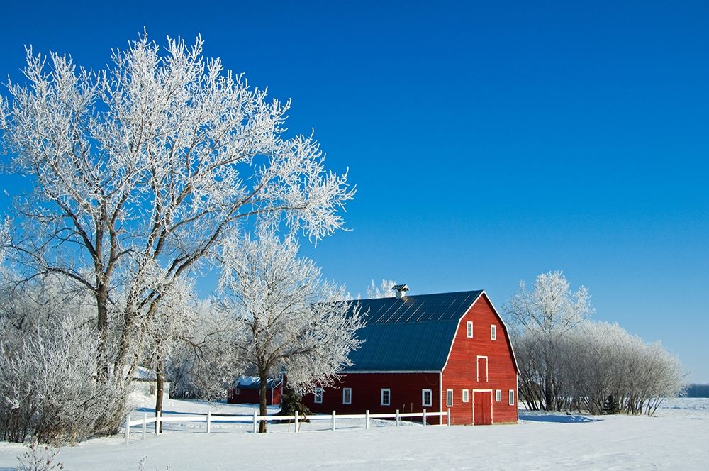 Canada-Manitoba-Grande Pointe Hoarfrost and red barn in winter art print by Jaynes Gallery for $57.95 CAD