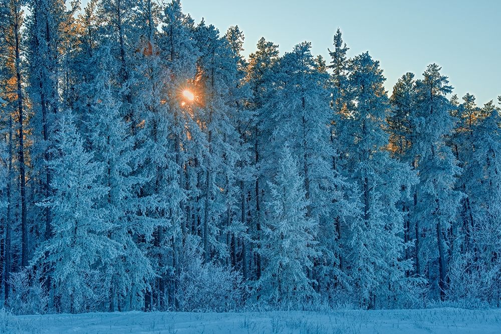 Canada-Manitoba-Belair Provincial Forest Backlit jack pine trees covered in hoarfrost art print by Jaynes Gallery for $57.95 CAD