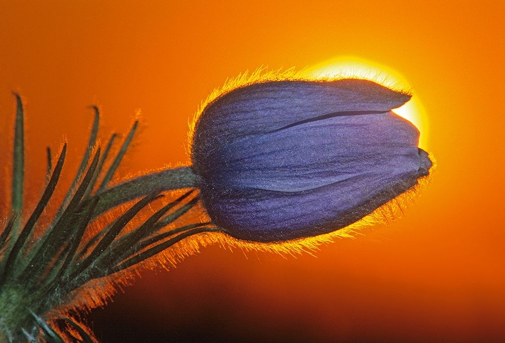 Canada-Manitoba-Winnipeg Prairie crocus backlit at sunrise art print by Jaynes Gallery for $57.95 CAD