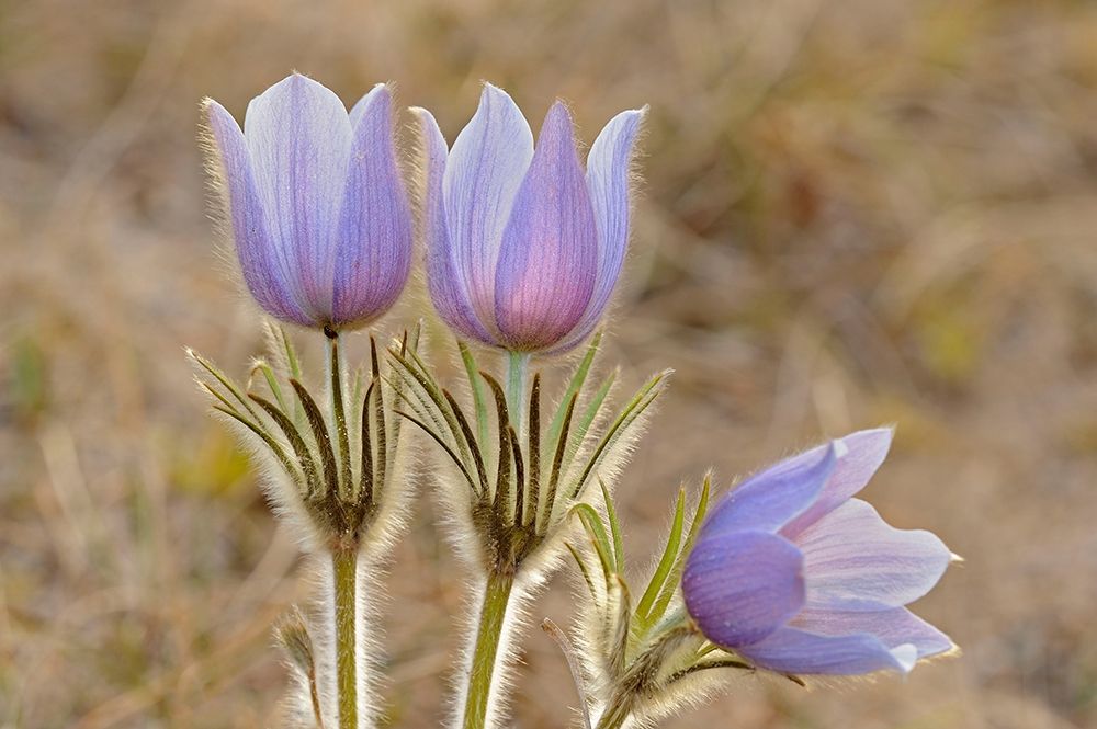 Canada-Manitoba-Sandilands Provincial Forest Prairie crocus flowers close-up art print by Jaynes Gallery for $57.95 CAD