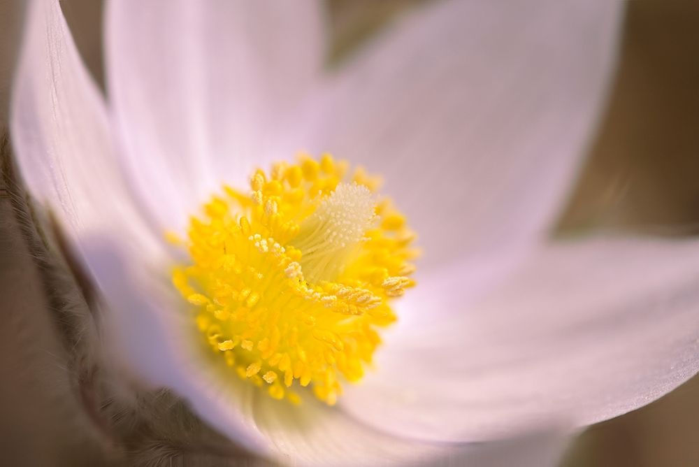 Canada-Manitoba-Mars Hill Wildlife Management Area Detail of prairie crocus flower art print by Jaynes Gallery for $57.95 CAD