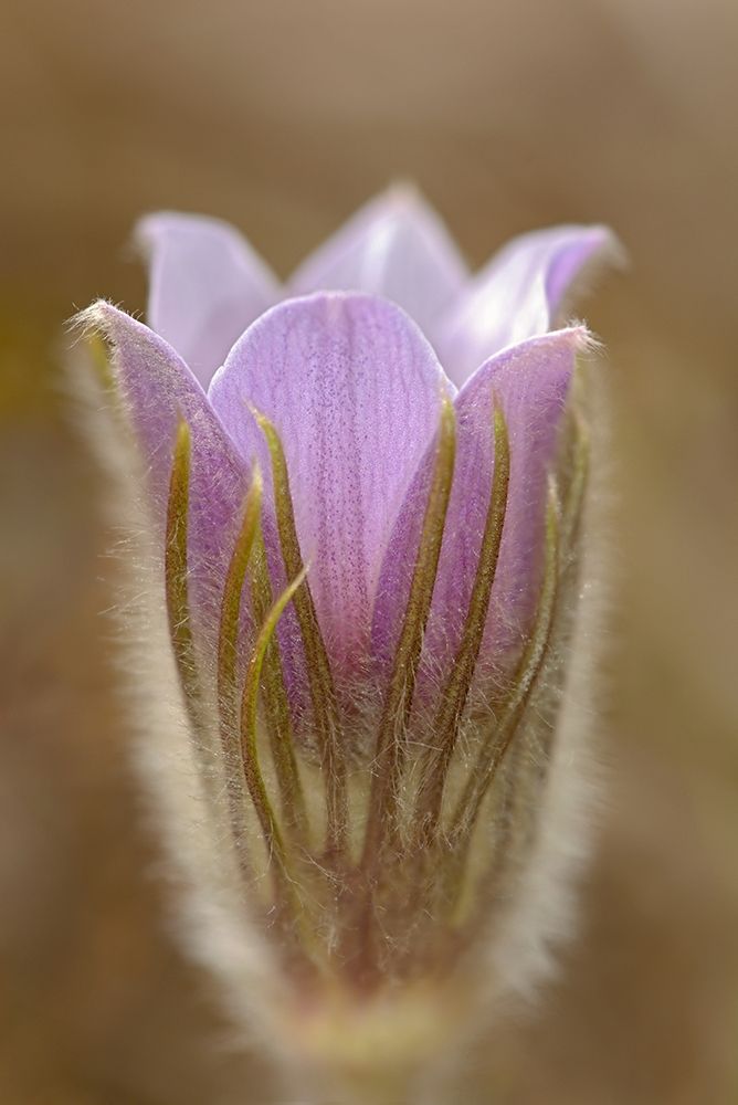 Canada-Manitoba-Mars Hill Wildlife Management Area Detail of prairie crocus flower art print by Jaynes Gallery for $57.95 CAD