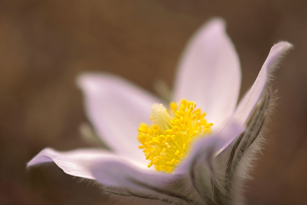 Canada-Manitoba-Mars Hill Wildlife Management Area Detail of prairie crocus flower art print by Jaynes Gallery for $57.95 CAD