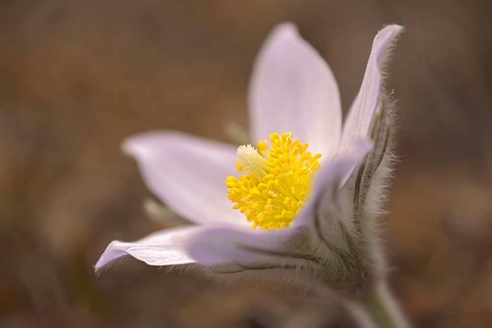 Canada-Manitoba-Mars Hill Wildlife Management Area Detail of prairie crocus flower art print by Jaynes Gallery for $57.95 CAD