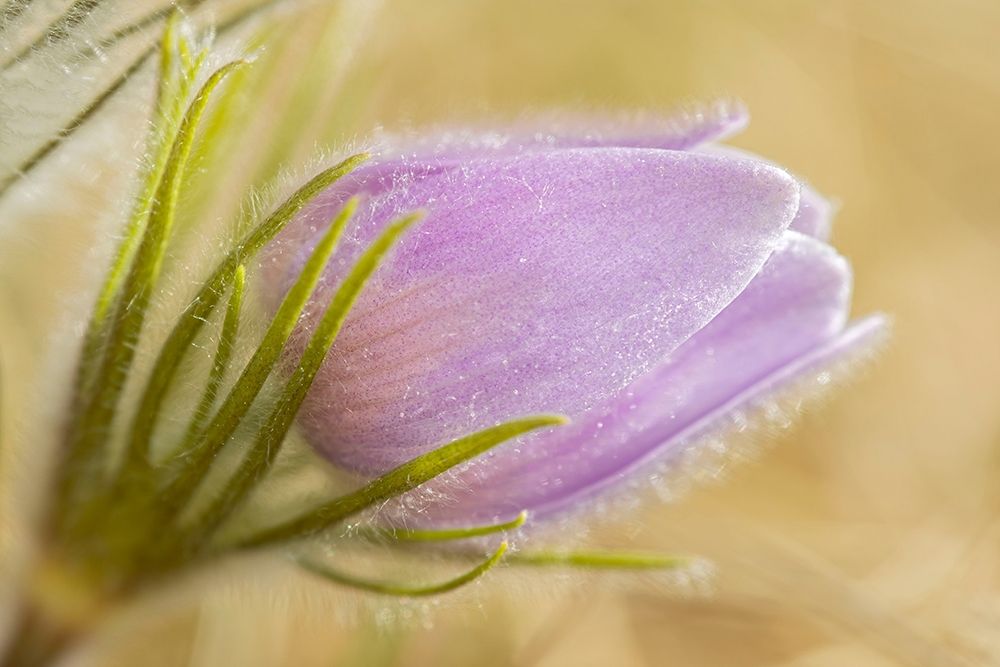 Canada-Manitoba-Winnipeg Close-up of prairie crocus flower art print by Jaynes Gallery for $57.95 CAD
