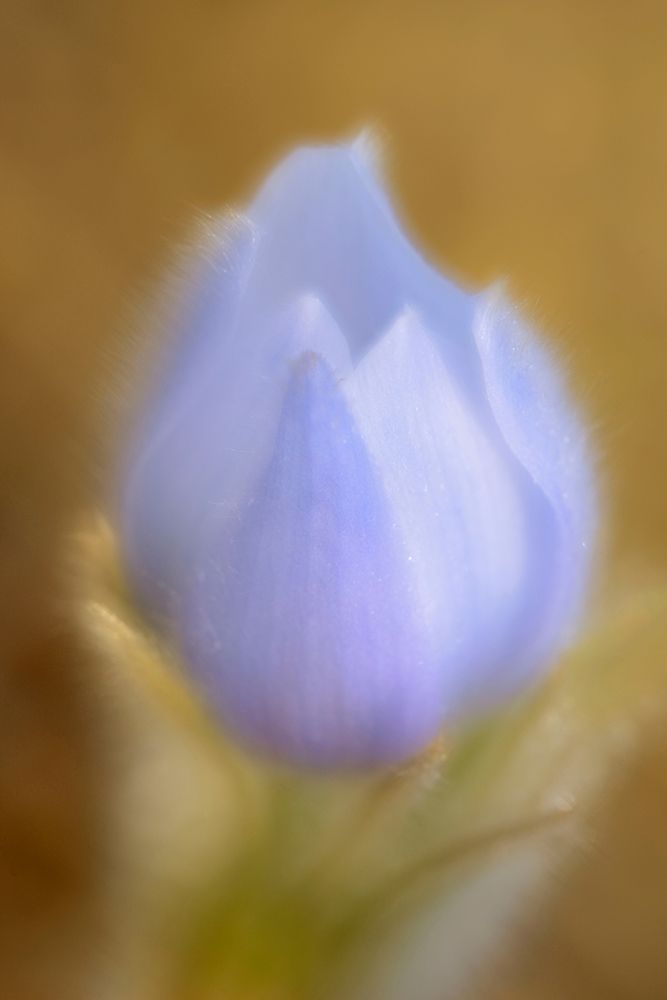 Canada-Manitoba-Winnipeg Close-up of prairie crocus flower art print by Jaynes Gallery for $57.95 CAD