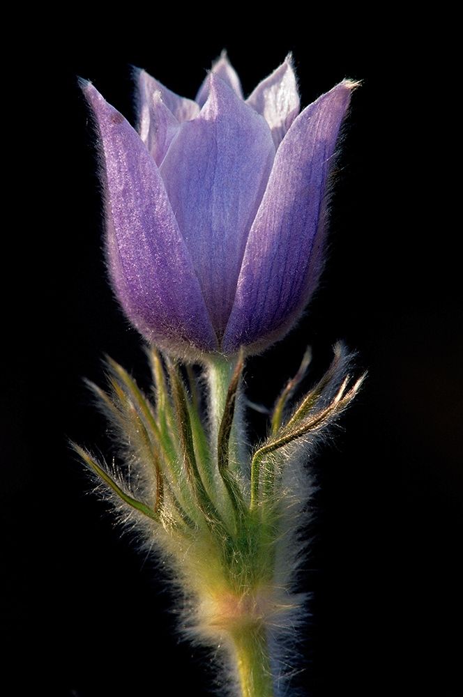Canada-Manitoba-Sandilands Provincial Forest Prairie crocus flower close-up art print by Jaynes Gallery for $57.95 CAD