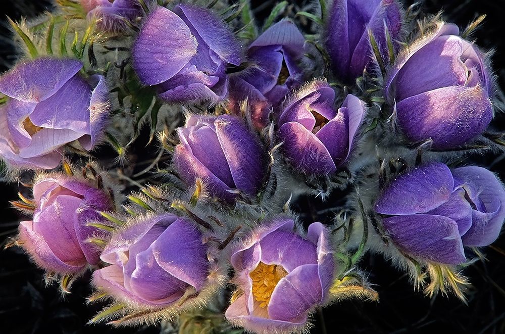 Canada-Manitoba-Sandilands Provincial Forest Prairie crocus flowers close-up art print by Jaynes Gallery for $57.95 CAD