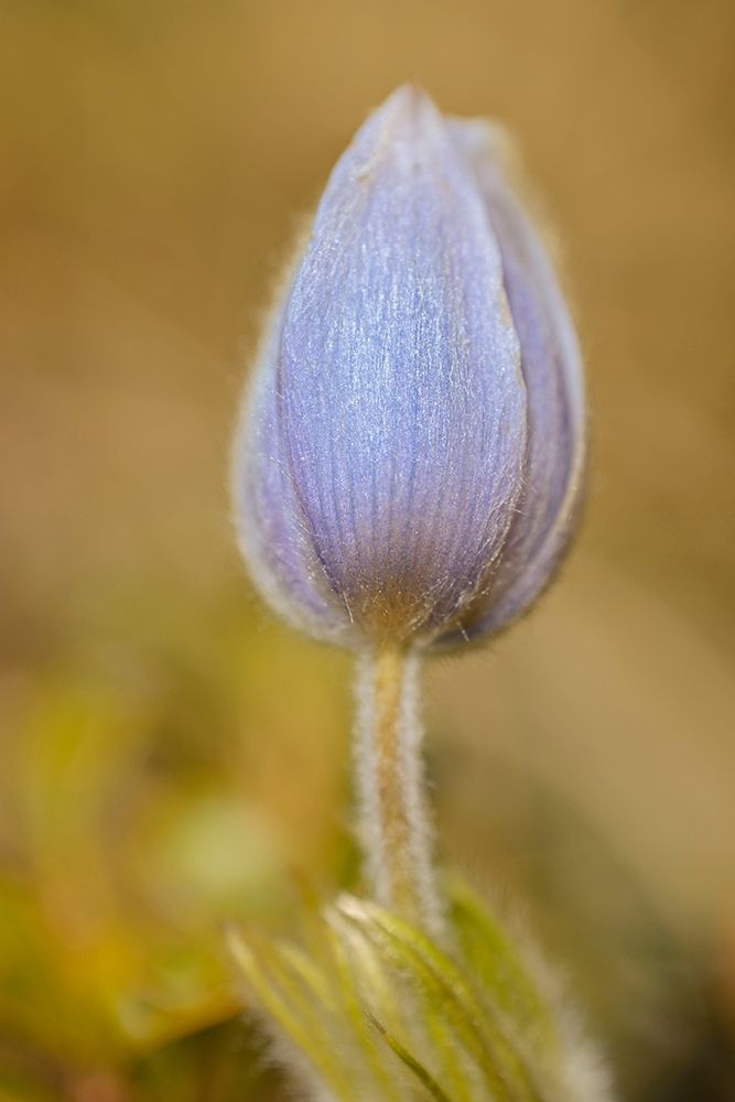 Canada-Manitoba-Libau Prairie crocus flower close-up art print by Jaynes Gallery for $57.95 CAD