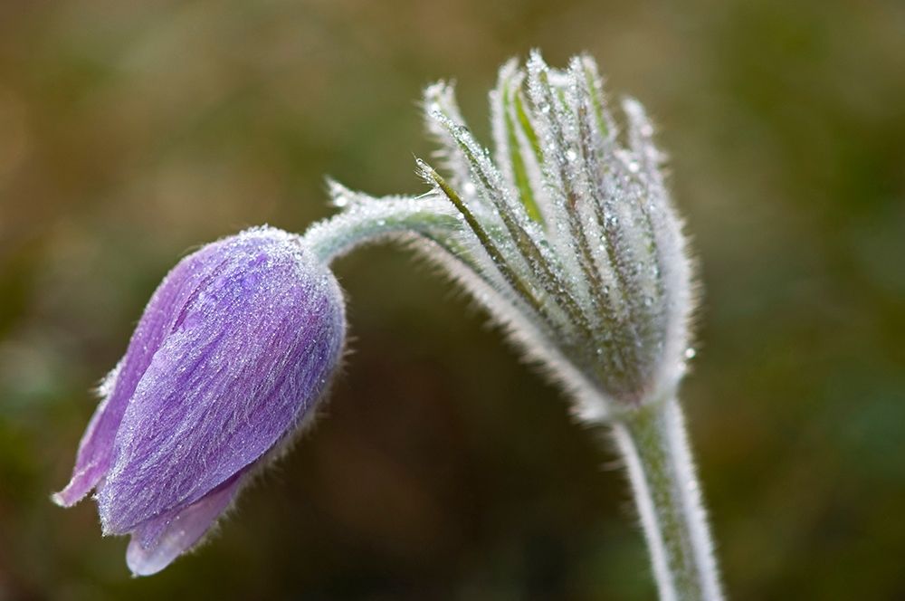 Canada-Manitoba-Sandilands Provincial Forest Prairie crocus flower close-up art print by Jaynes Gallery for $57.95 CAD