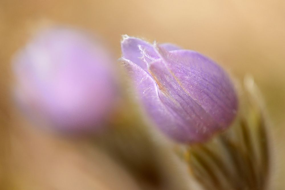Canada-Manitoba-Libau Prairie crocus flower close-up art print by Jaynes Gallery for $57.95 CAD