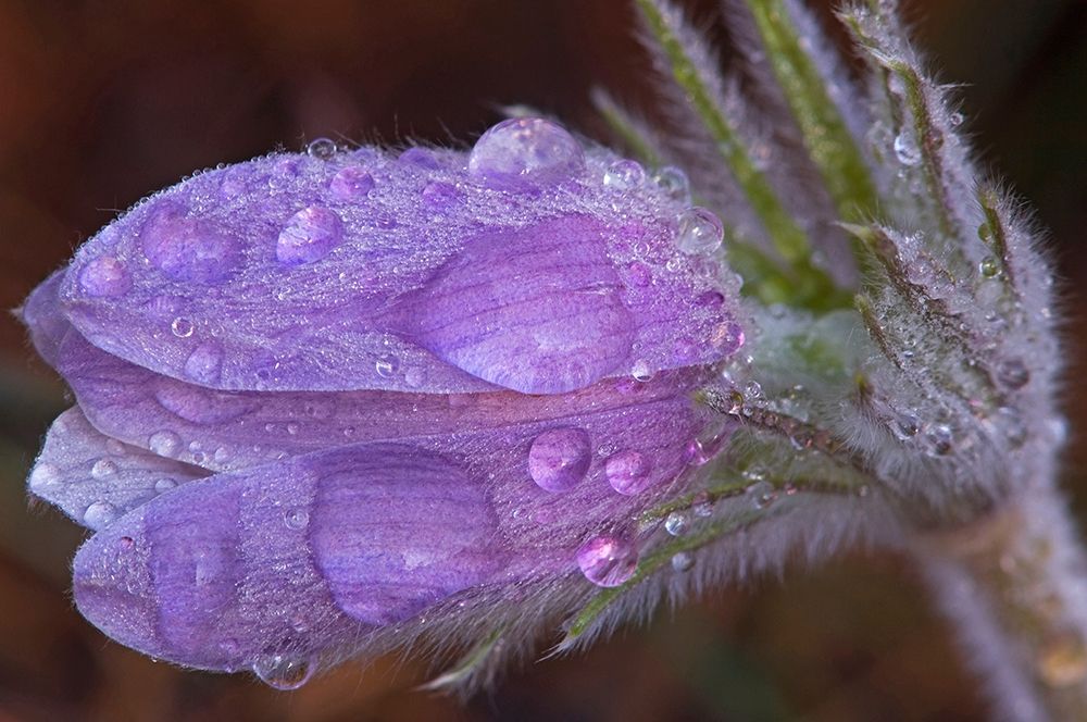 Canada-Manitoba-Sandilands Provincial Forest Prairie crocus flowers with dew lose-up art print by Jaynes Gallery for $57.95 CAD