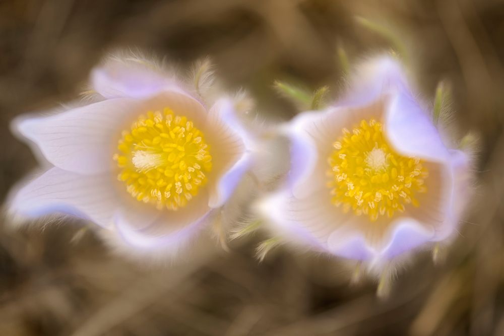 Canada-Manitoba-Winnipeg Close-up of prairie crocus flowers art print by Jaynes Gallery for $57.95 CAD