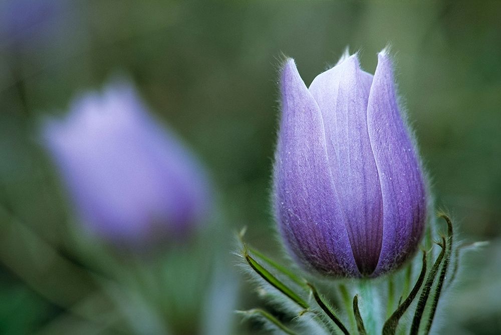 Canada-Manitoba-Sandilands Provincial Forest Prairie crocus flower close-up art print by Jaynes Gallery for $57.95 CAD