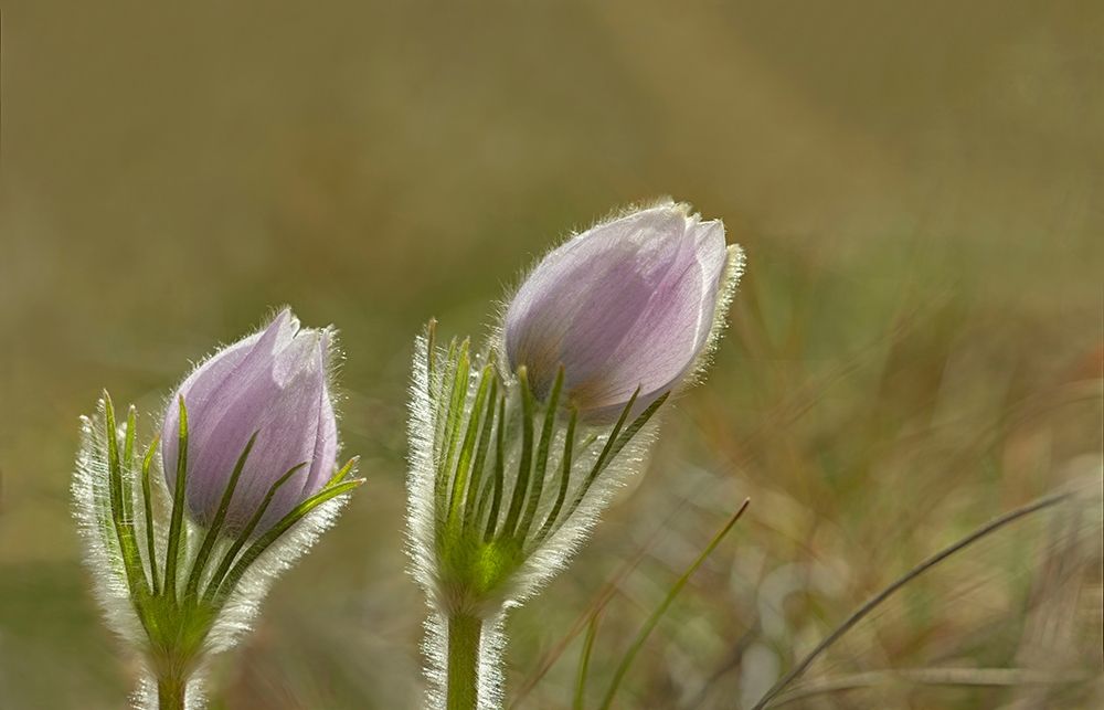 Canada-Manitoba-Winnipeg Close-up of prairie crocus flowers art print by Jaynes Gallery for $57.95 CAD