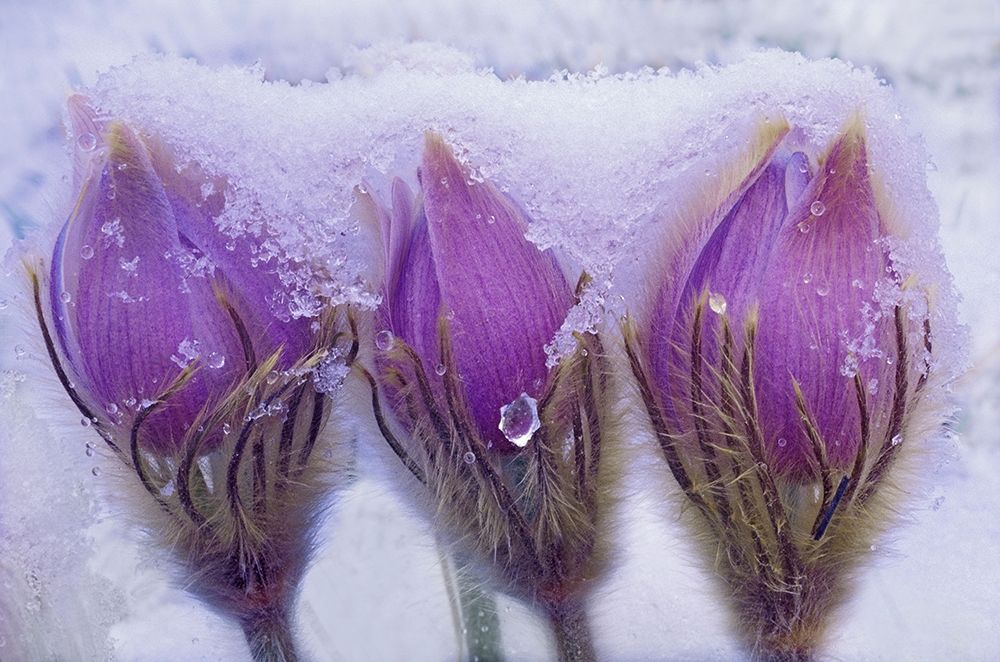 Canada-Manitoba-Sandilands Provincial Forest Prairie crocus flowers in late snow art print by Jaynes Gallery for $57.95 CAD