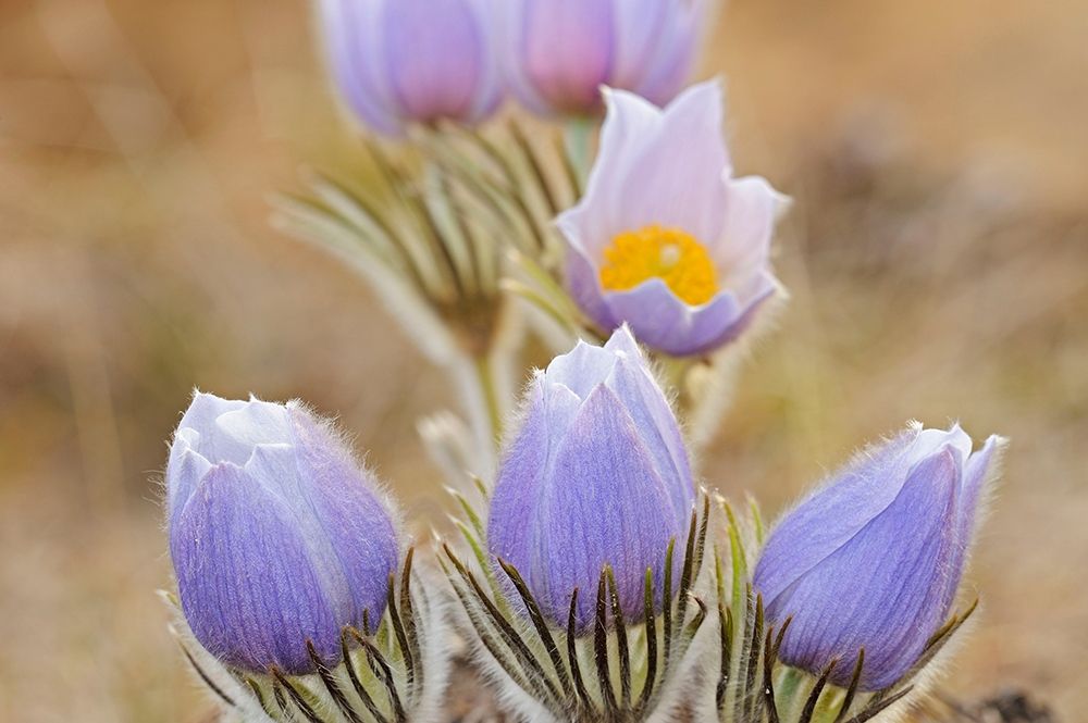 Canada-Manitoba Prairie crocus flowers close-up art print by Jaynes Gallery for $57.95 CAD