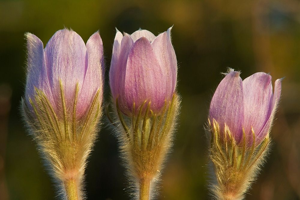 Canada-Manitoba-Sandilands Provincial Forest Prairie crocus flowers close-up art print by Jaynes Gallery for $57.95 CAD