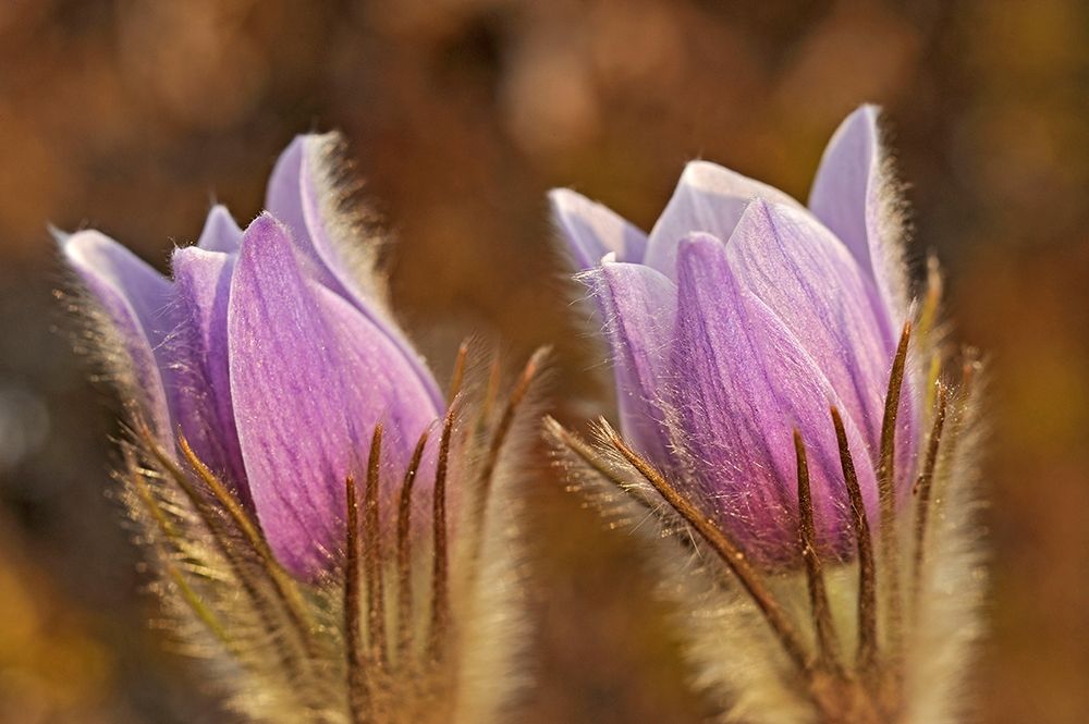 Canada-Manitoba-Sandilands Provincial Forest Prairie crocus flowers close-up art print by Jaynes Gallery for $57.95 CAD