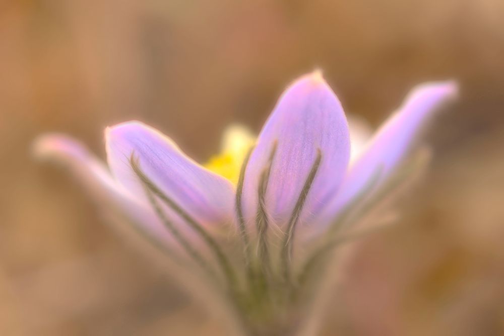 Canada-Manitoba-Libau Prairie crocus flower close-up art print by Jaynes Gallery for $57.95 CAD