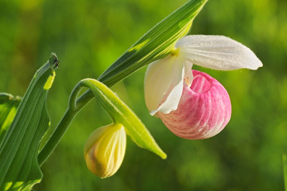 Canada-Manitoba-Richer Showy ladys slipper orchid close-up art print by Jaynes Gallery for $57.95 CAD