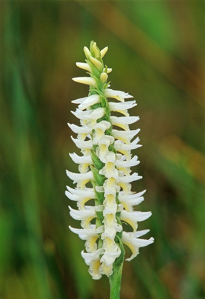 Canada-Manitoba-Tall-grass Prairie Preserve Great Plains ladys tresses orchids art print by Jaynes Gallery for $57.95 CAD