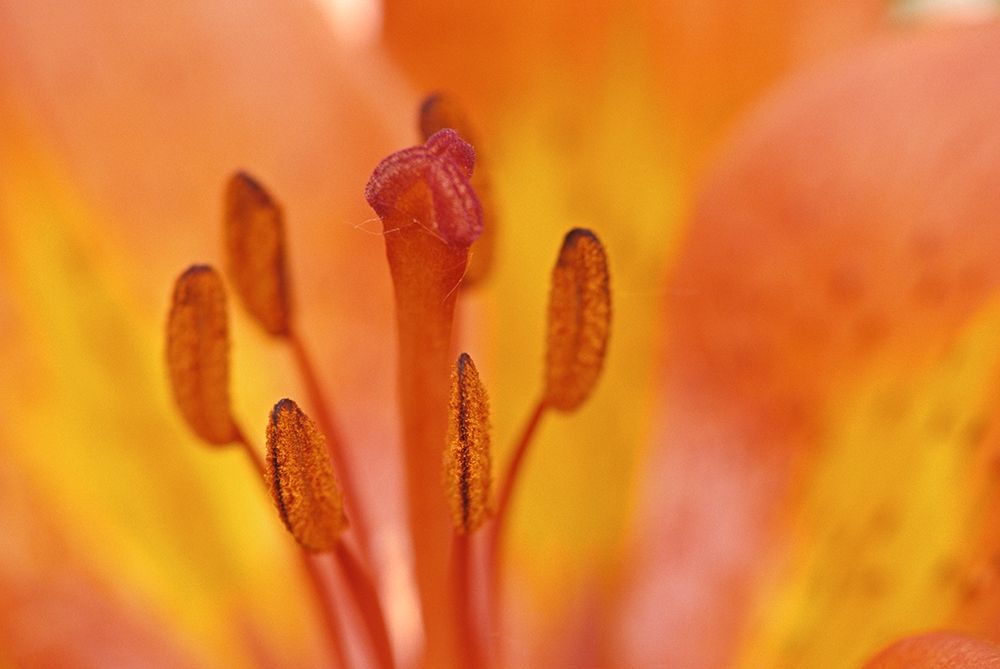 Canada-Manitoba-Tall-grass Prairie Preserve Wood lily detail art print by Jaynes Gallery for $57.95 CAD