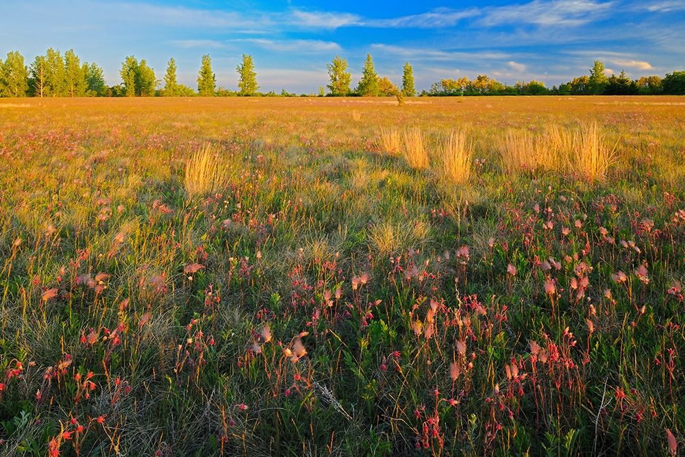Canada-Manitoba-Birds Hill Provincial Park Three-flowered avens flowers and seed heads in field art print by Jaynes Gallery for $57.95 CAD