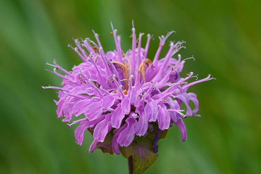 Canada-Manitoba-Winnipeg Wild bergamot flower close-up art print by Jaynes Gallery for $57.95 CAD
