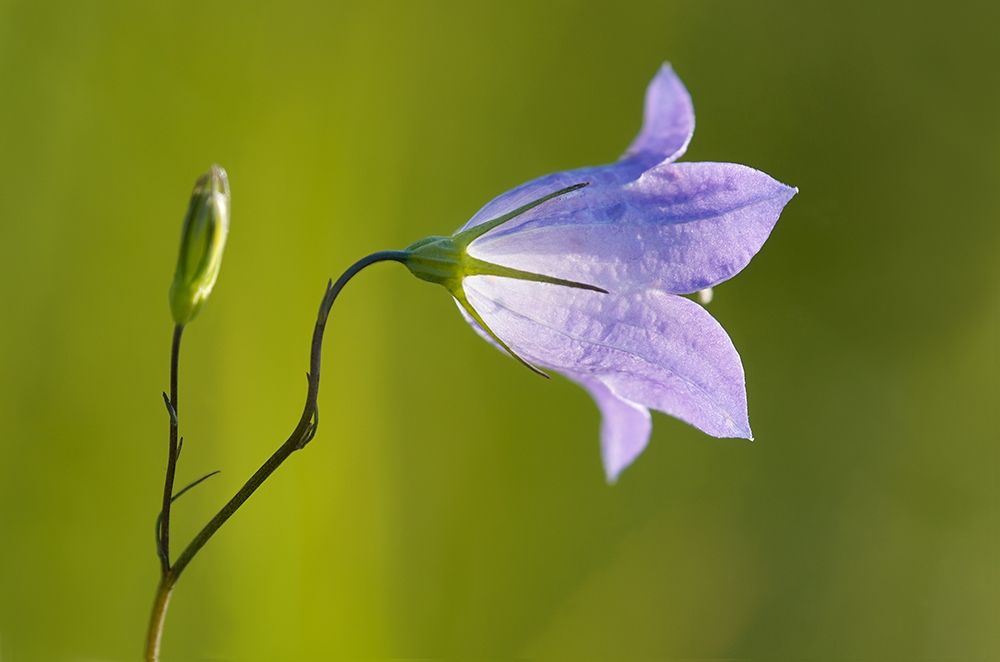 Canada-Manitoba-Winnipeg Close-up of harebells blossom art print by Jaynes Gallery for $57.95 CAD