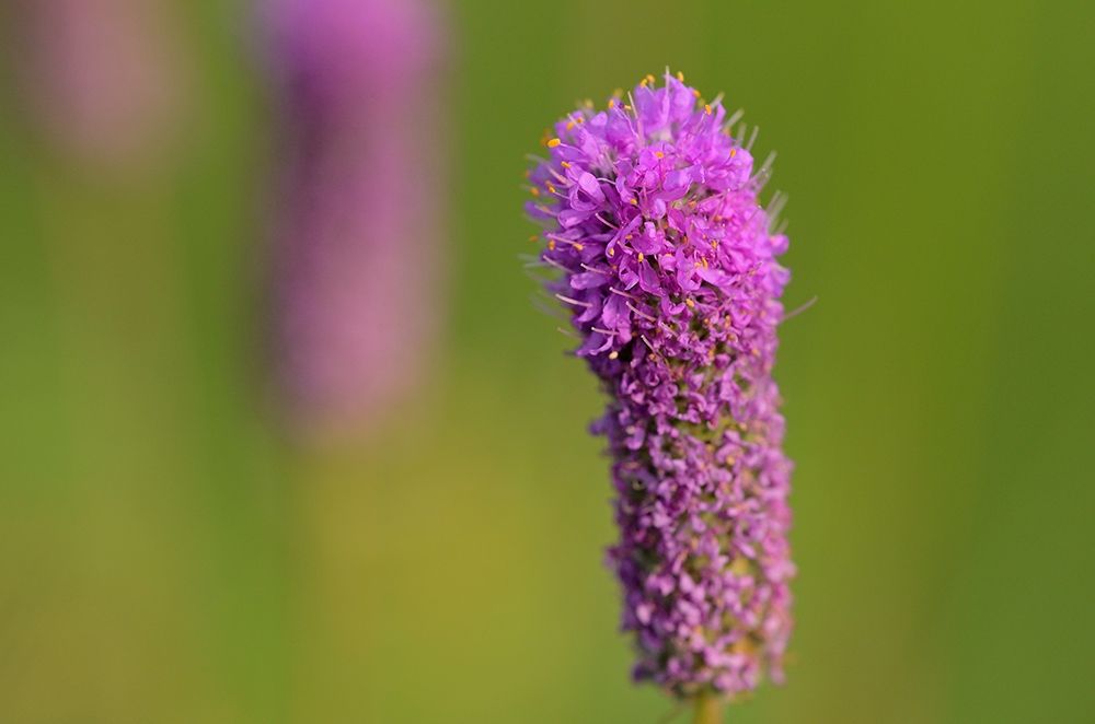 Canada-Manitoba-Winnipeg Purple prairie clover close-up art print by Jaynes Gallery for $57.95 CAD