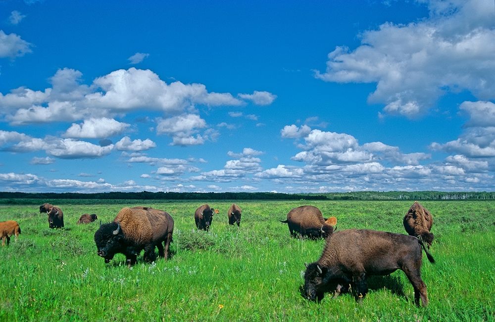 Canada-Manitoba-Riding Mountain National Park Herd of American plains bison grazing on prairie art print by Jaynes Gallery for $57.95 CAD