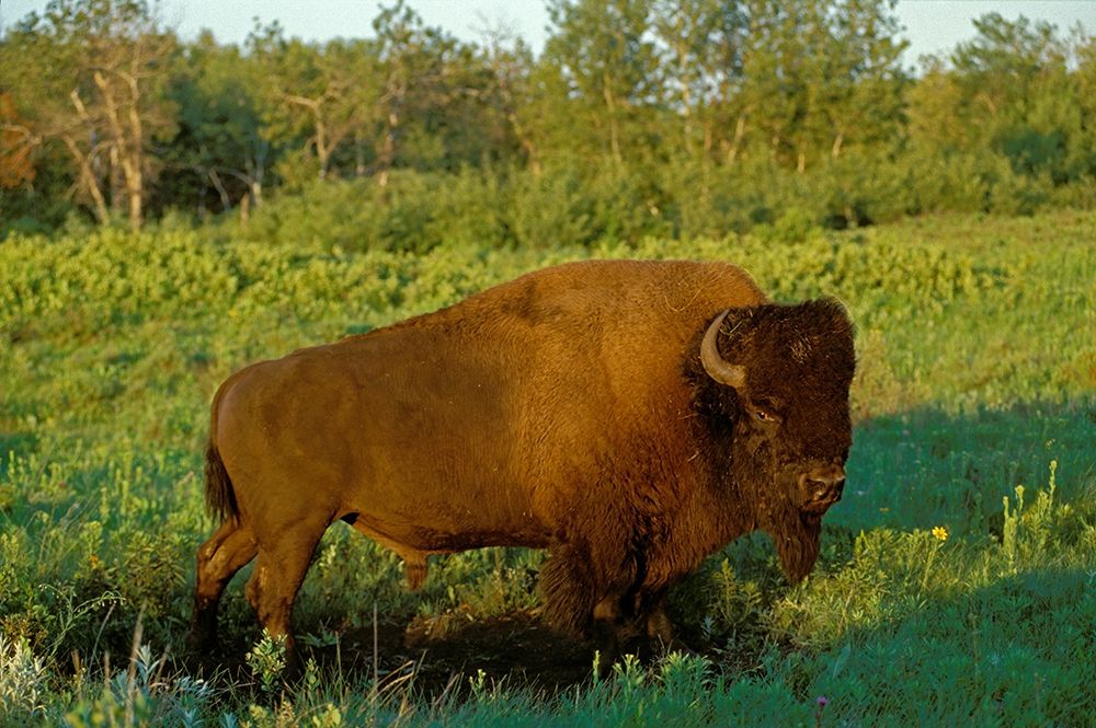 Canada-Manitoba-Riding Mountain National Park Close-up of male American plains bison art print by Jaynes Gallery for $57.95 CAD