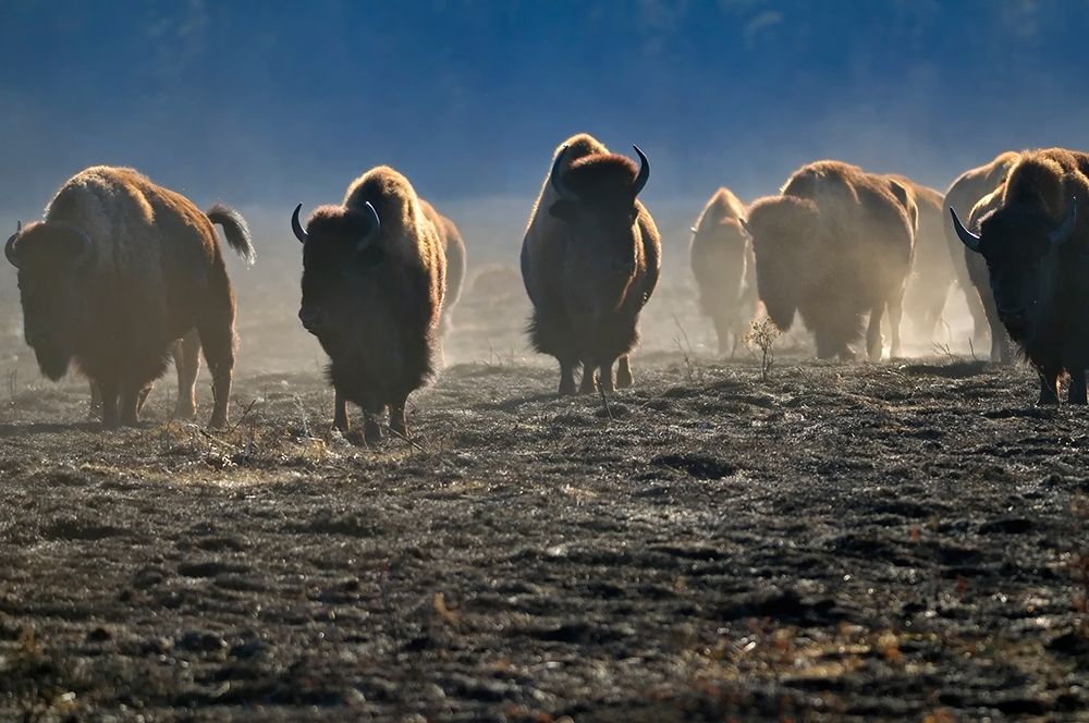 Canada-Manitoba-Riding Mountain National Park Herd of American plains bison on burned prairie art print by Jaynes Gallery for $57.95 CAD