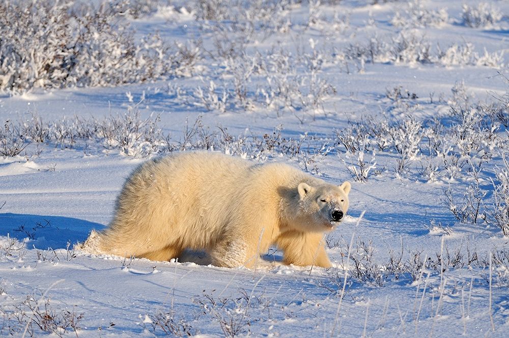 Canada-Manitoba-Churchill Polar bear walking through snow in evening light art print by Jaynes Gallery for $57.95 CAD