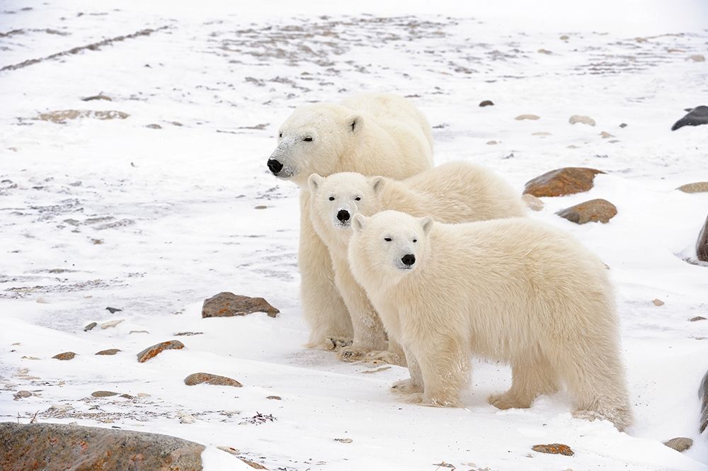 Canada-Manitoba-Churchill Mother polar bear and two cubs art print by Jaynes Gallery for $57.95 CAD