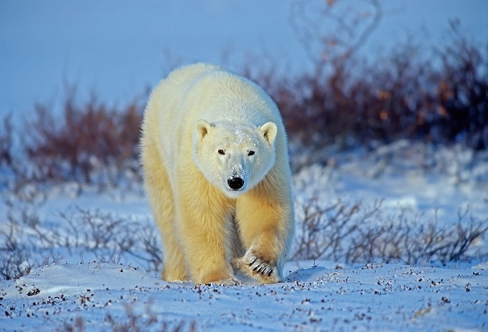 Canada-Manitoba-Churchill Polar bear walking on frozen tundra art print by Jaynes Gallery for $57.95 CAD
