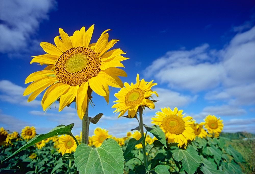 Canada-Manitoba-Altona Close-up of sunflowers art print by Jaynes Gallery for $57.95 CAD