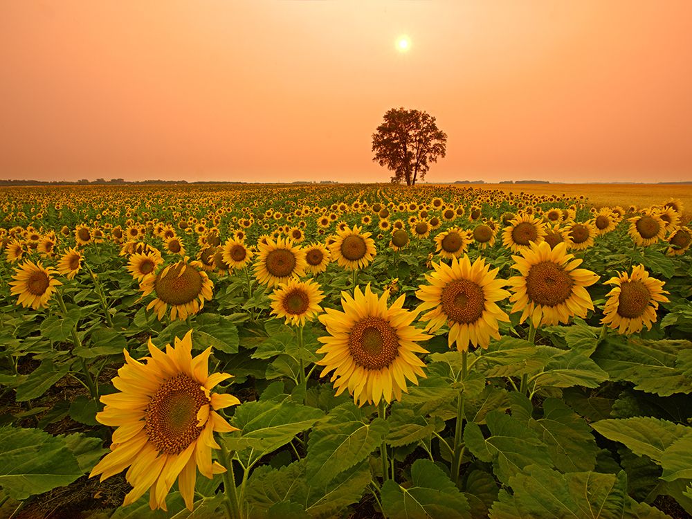 Canada- Manitoba- Dugald. Field of sunflowers and cottonwood tree at sunset. art print by Jaynes Gallery for $57.95 CAD