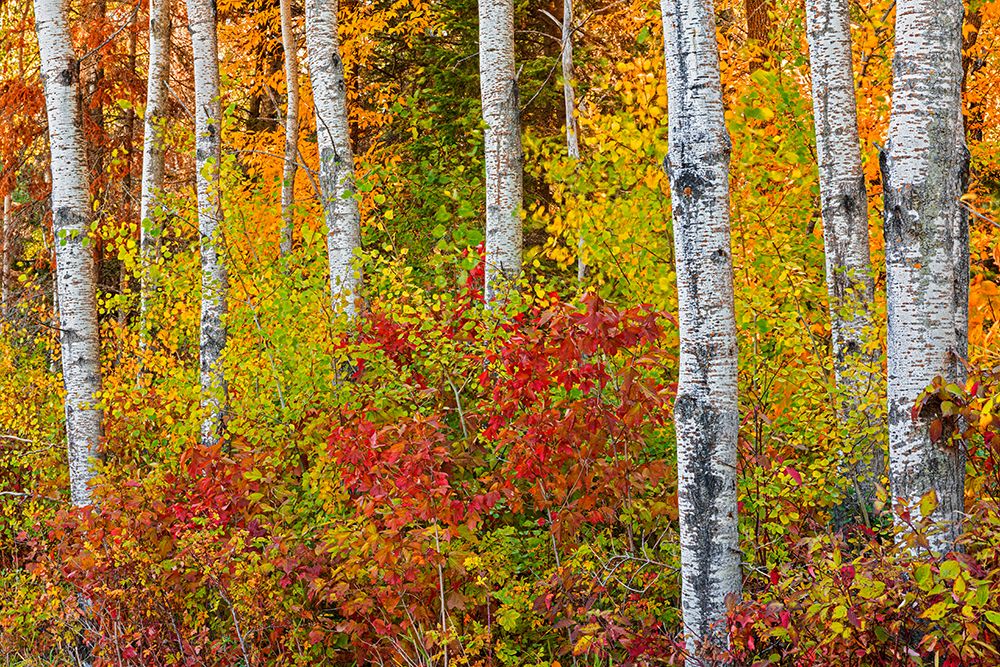 Canada- Manitoba. Autumn colors Hecla-Grindstone Provincial Park. art print by Jaynes Gallery for $57.95 CAD