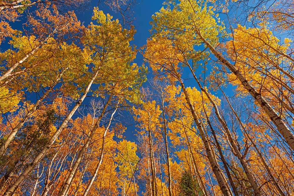 Canada- Manitoba- Duck Mountain Provincial Park. Yellow aspen trees leaves in autumn. art print by Jaynes Gallery for $57.95 CAD