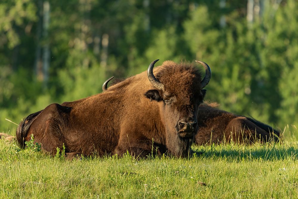 Canada- Manitoba- Riding Mountain National Park. Plains bison adults resting in grass. art print by Jaynes Gallery for $57.95 CAD