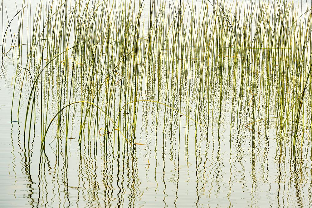 Canada- Manitoba- Wekusko Falls Provincial Park. Reeds reflect patterns in Wekusko Lake. art print by Jaynes Gallery for $57.95 CAD