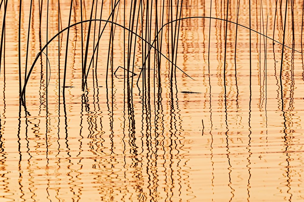 Canada- Manitoba- Wekusko Falls Provincial Park. Reeds reflect patterns in Wekusko Lake. art print by Jaynes Gallery for $57.95 CAD