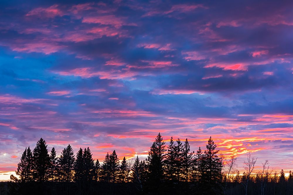Canada-Manitoba-Birds Hill Provincial Park. Sunset silhouettes evergreen trees. art print by Jaynes Gallery for $57.95 CAD