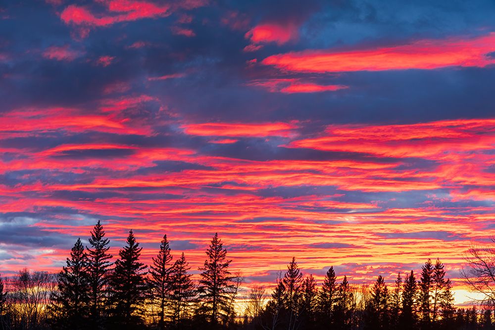 Canada-Manitoba-Birds Hill Provincial Park. Sunset silhouettes evergreen trees. art print by Jaynes Gallery for $57.95 CAD