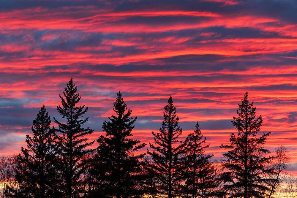 Canada-Manitoba-Birds Hill Provincial Park. Sunset silhouettes evergreen trees. art print by Jaynes Gallery for $57.95 CAD